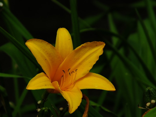 DSCF0513