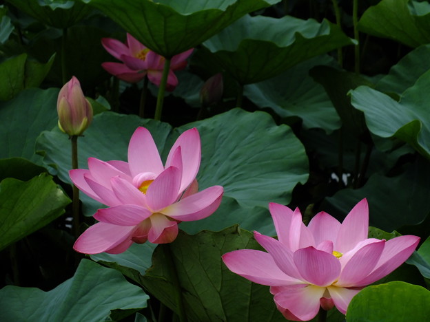 DSCF0443