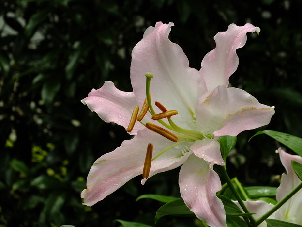 DSCF0040