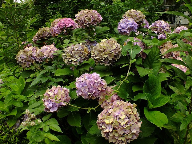 DSCF0178