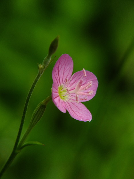 DSCF0114