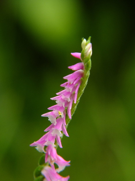 DSCF0224