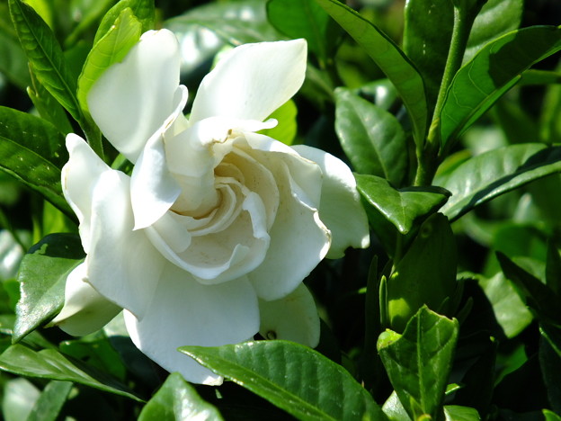 DSCF0232