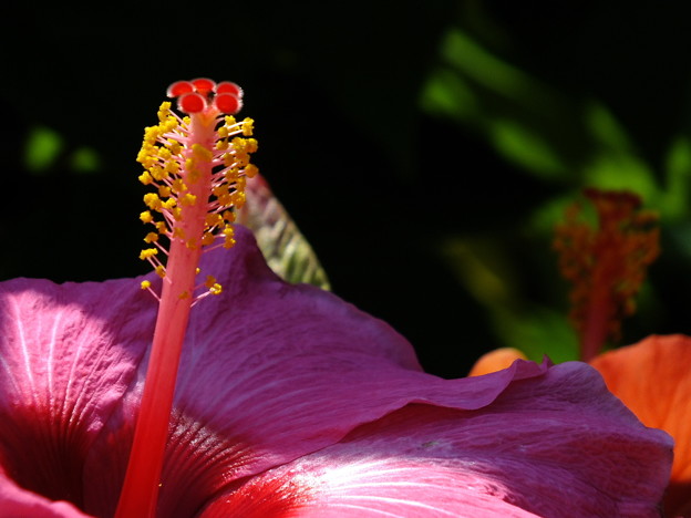 DSCF0231
