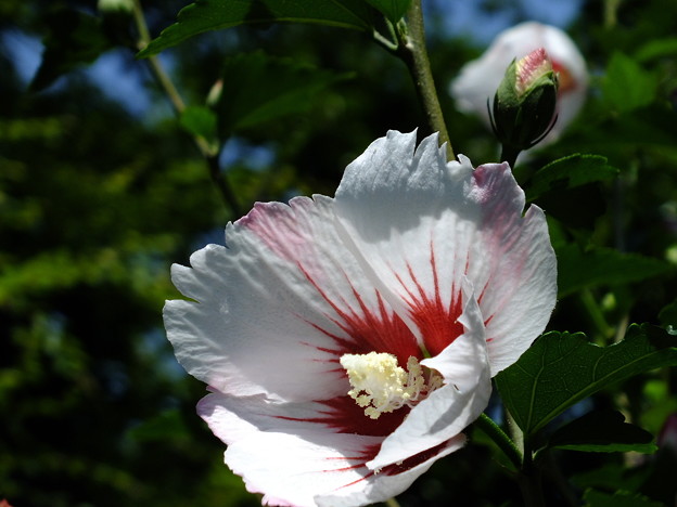 DSCF0155