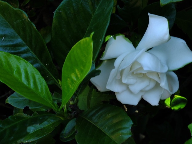 DSCF0164