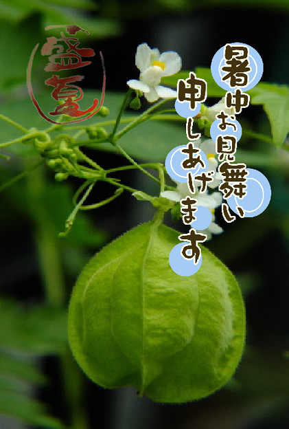 暑中2