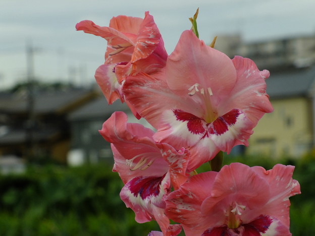 DSCF0112