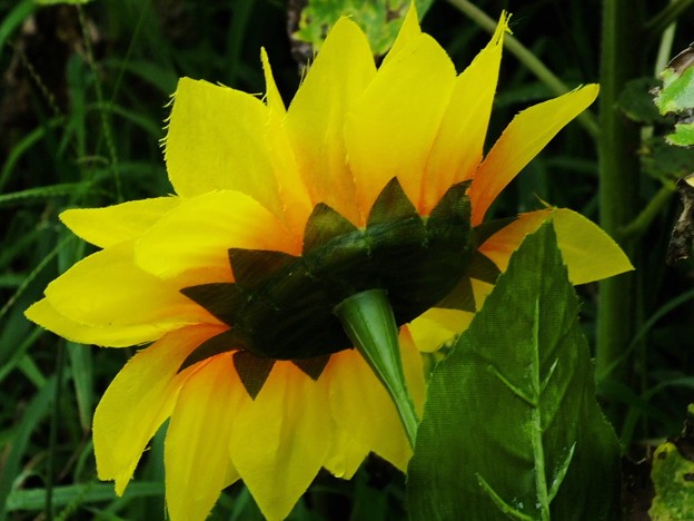 DSCF0279