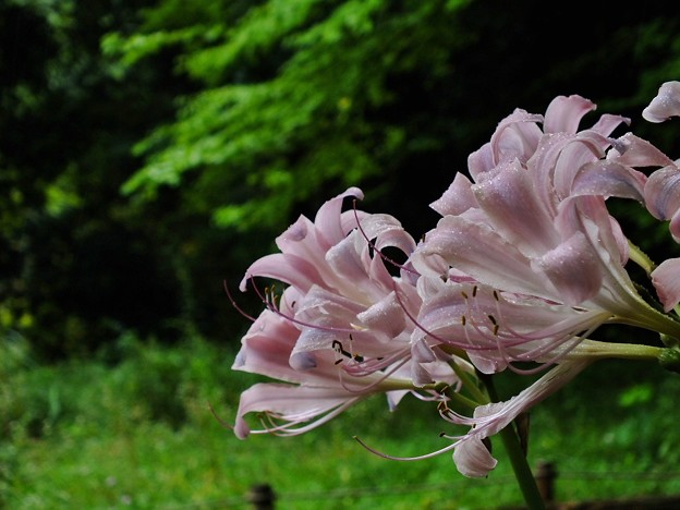 DSCF0032