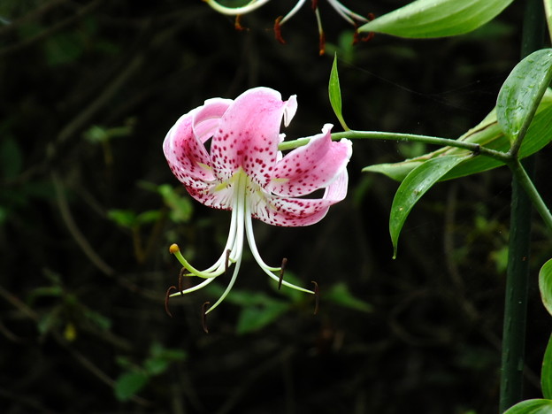 DSCF0086