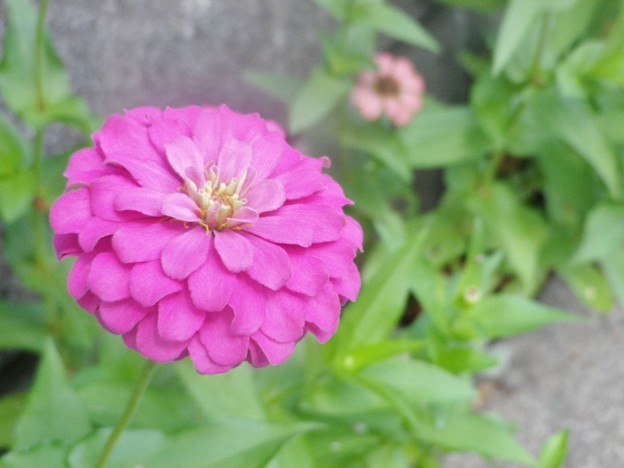 IMGP0383