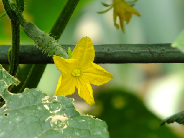 DSCF0131