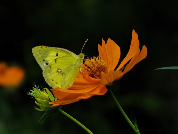 DSCF0025