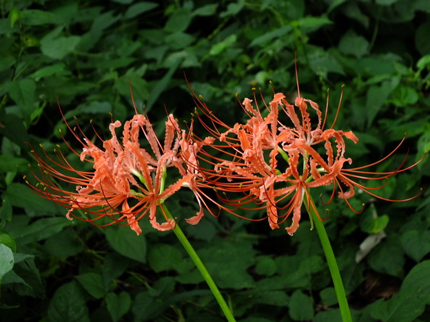 DSCF0040