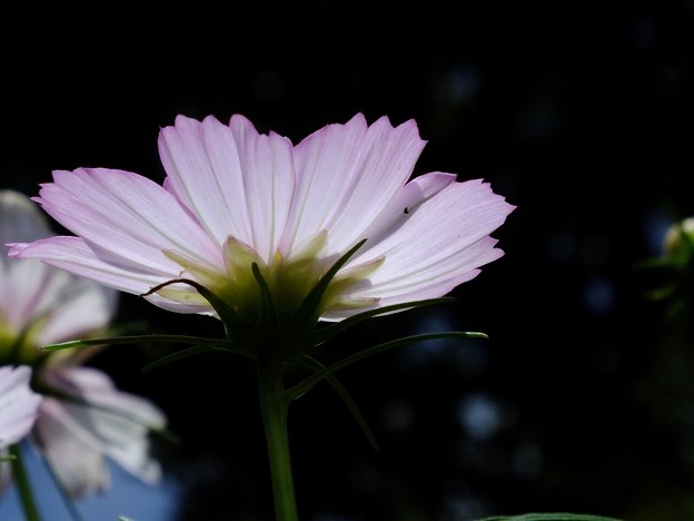 DSCF0008