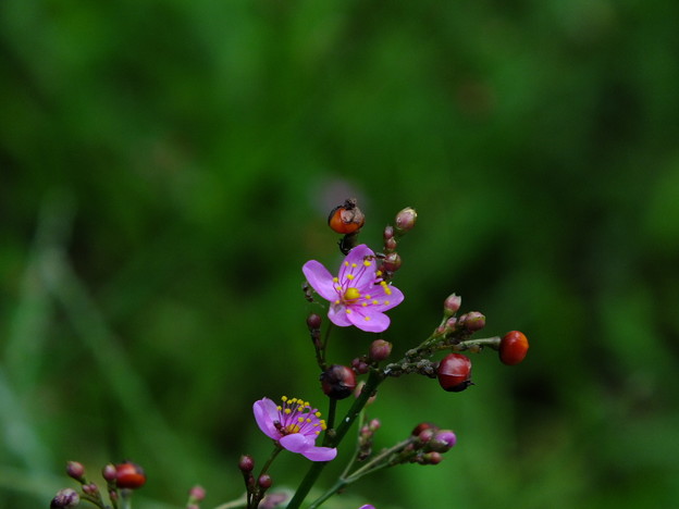 DSCF0290
