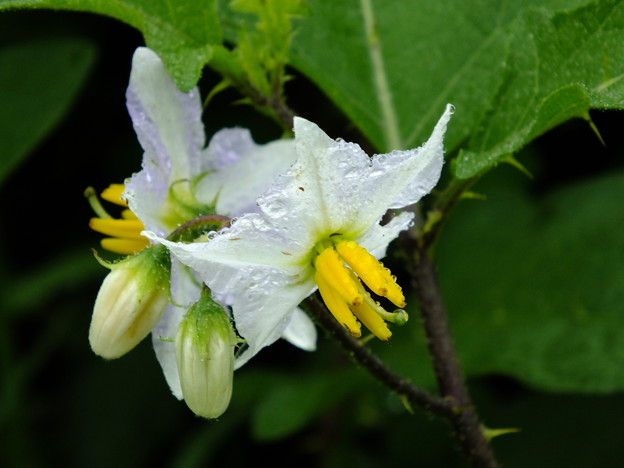 DSCF0447
