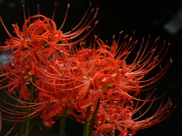 DSCF0196