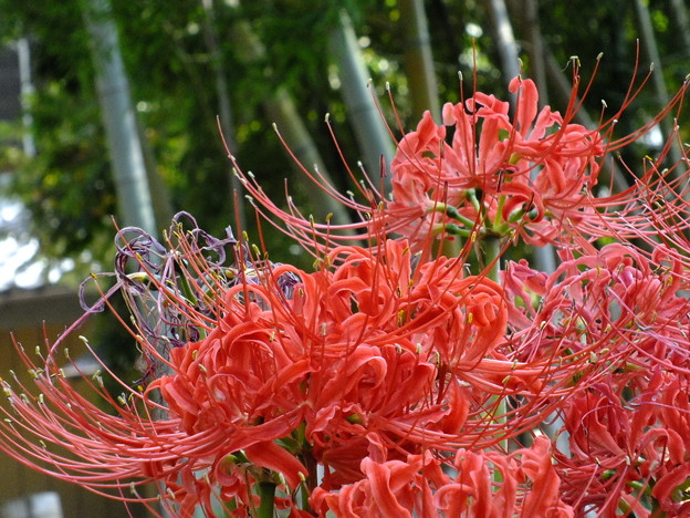 DSCF0170