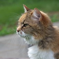 Photos: 元気な方の火星猫