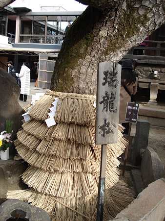 柴又帝釈天　瑞龍松