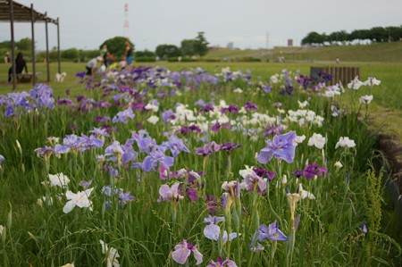 土手の花菖蒲