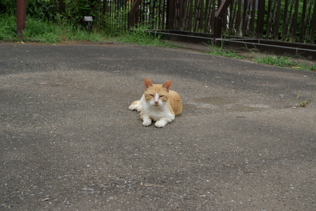 眠たいにゃんこ