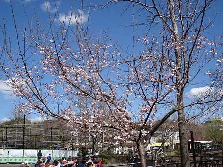 開花宣言が出そう