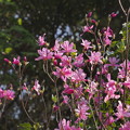Photos: ダイセンミツバツツジ？　Rhododendron lagopus