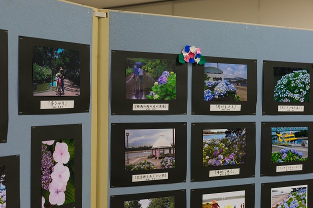あじさい写真展示