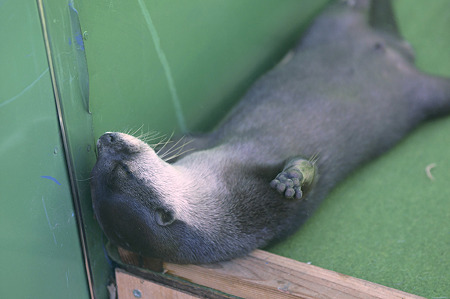tokyowildlife110924006