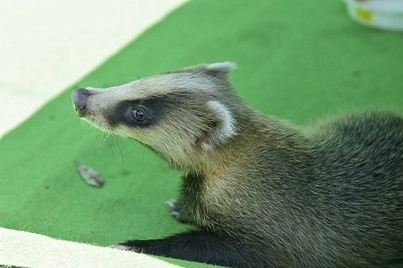tokyowildlife110924016
