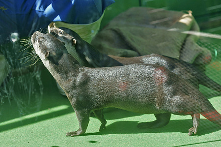 tokyowildlife110924039
