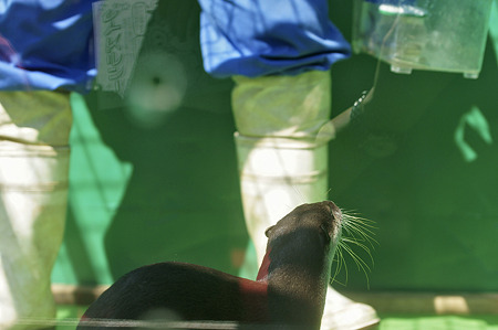 tokyowildlife110924064