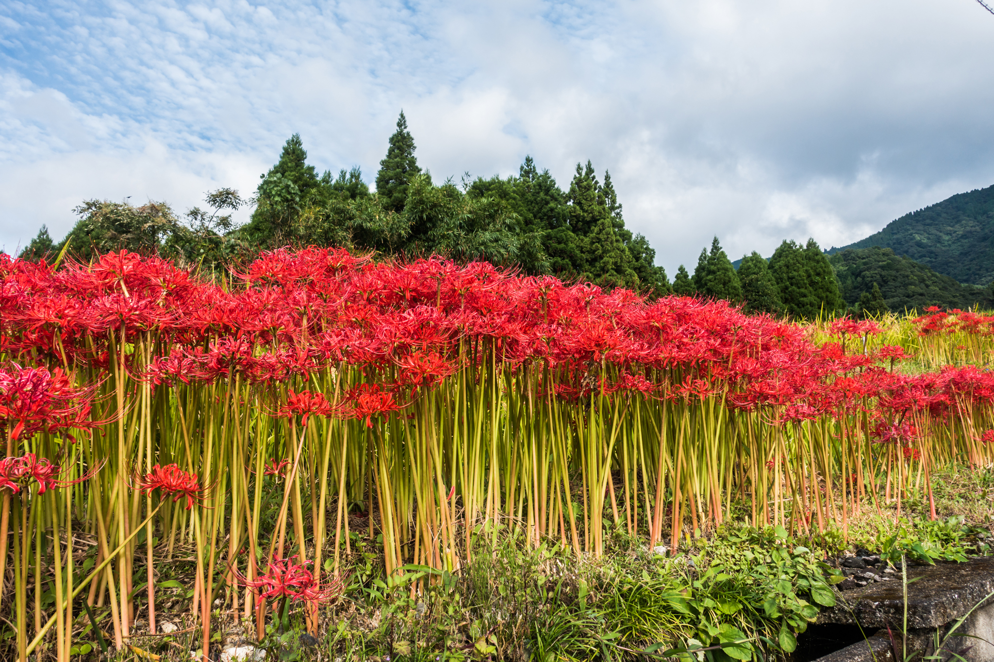江里山の彼岸花-3