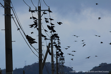 crow