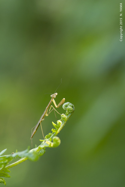 オオカマキリ