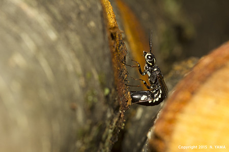 yamanao999_insect2015_183