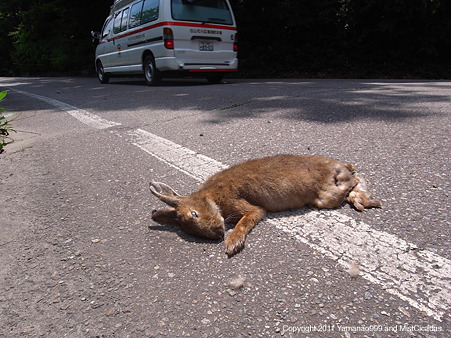ニホンノウサギ