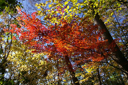 裏山の紅葉