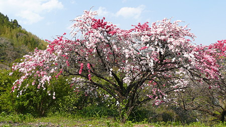 源平咲きの桃
