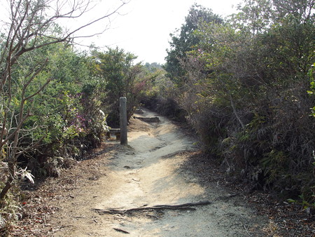 大久野島展望台へ続く道