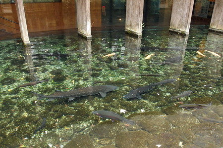 富士湧水の里水族館前の池