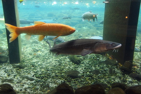 富士湧水の里水族館の池の魚たち