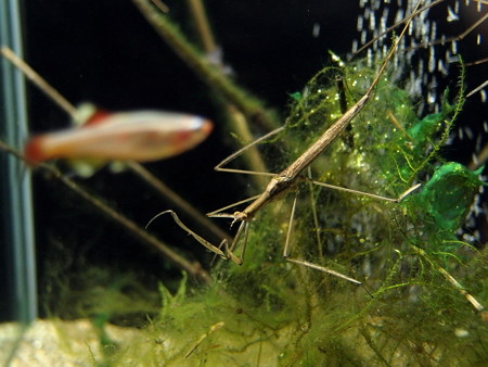 ミズカマキリの水槽