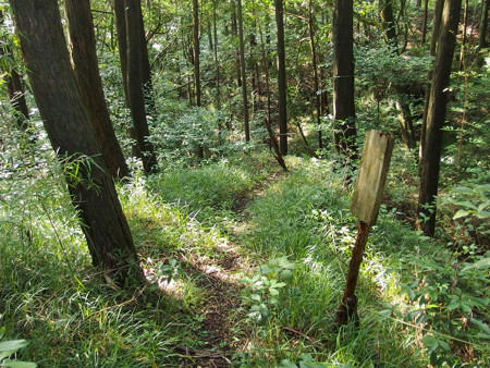 鹿死木の棚へ続く林