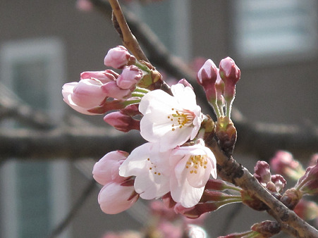 開花桜 (1)