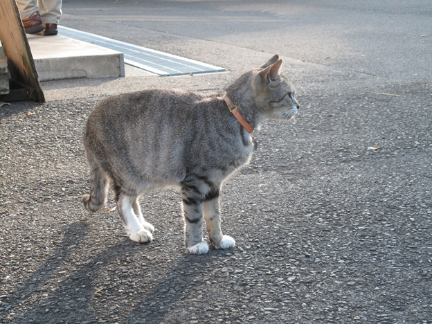 IMG_9682 ネコ寺 写真: IMG_9682 ネコ寺