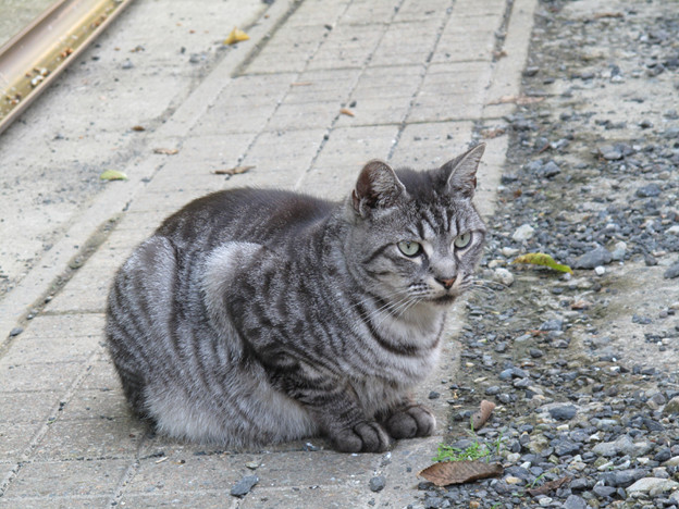 IMG_9728 ネコ寺 写真: IMG_9728 ネコ寺